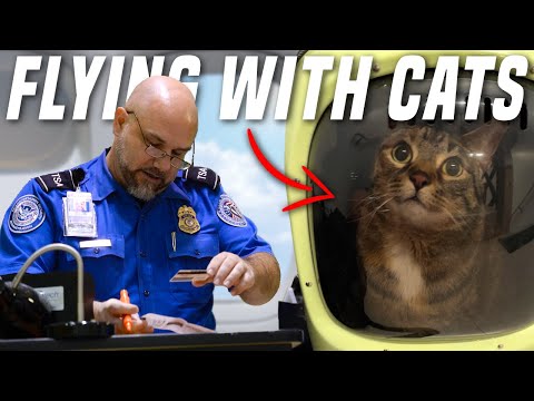 Видео: Как летать с кошкой | Пошаговое руководство (Delta Airlines)