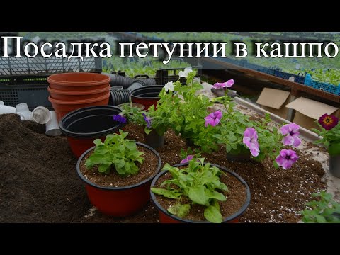 Видео: Показываем и рассказываем как мы сажаем петунию в кашпо