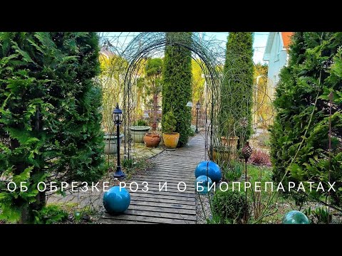 Видео: Об обрезке плетистых роз и о биопрепаратах. Весенние работы в саду
