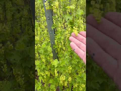 Видео: Redcurrant. Красная смородина. #agriculture