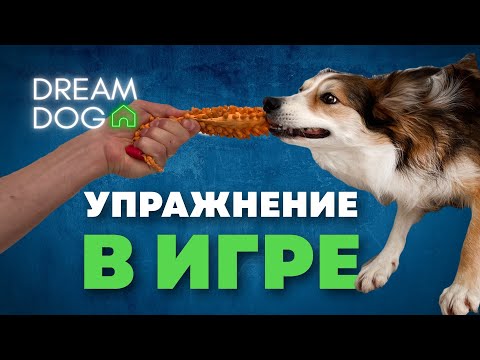 Видео: Щенок убегает с игрушкой 🐶 Как научить собаку играть с вами