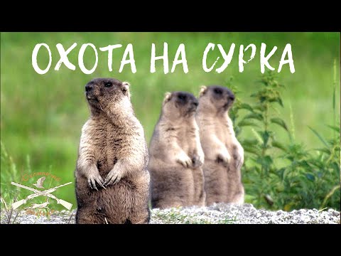 Видео: Haenel Jaeger 10. Азартная охота на сурка (Охотничий дневник №11)