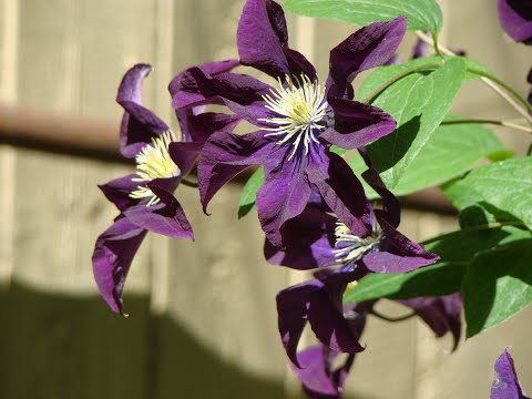 Видео: Весенняя пересадка клематисов: "за" и "против"