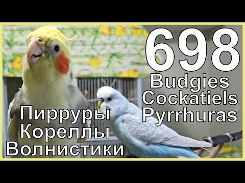 Видео: Funny Parrotszotti 698. Life of Budgies,Cockatiels and Pyrrhuras. Жизнь волнистиков, корелл и пиррур