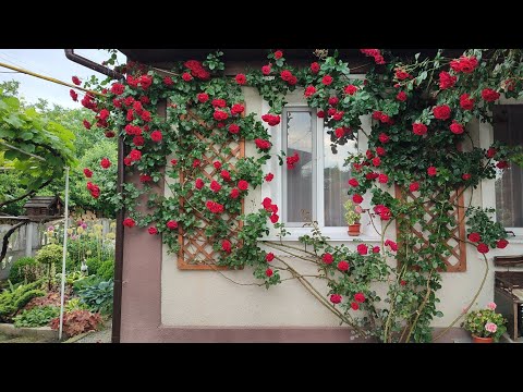 Видео: Плетиста троянда Амадеус біля стіни будинку.Жимолость каприфоль.Вертикальне озеленення