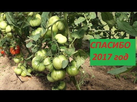 Видео: СПАСИБО 2017 - ОБЗОР УРОЖАЯ 2017 - ЦВЕТЫ