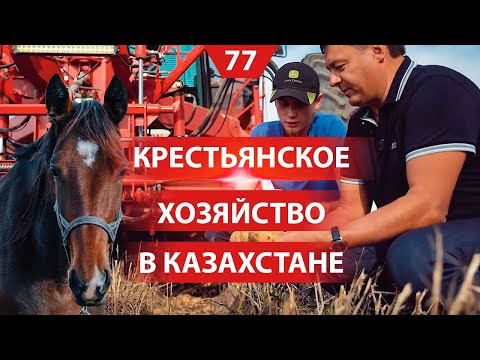 Видео: Фермерское хозяйство в Казахстане. Разведение лошадей. Уборка урожая