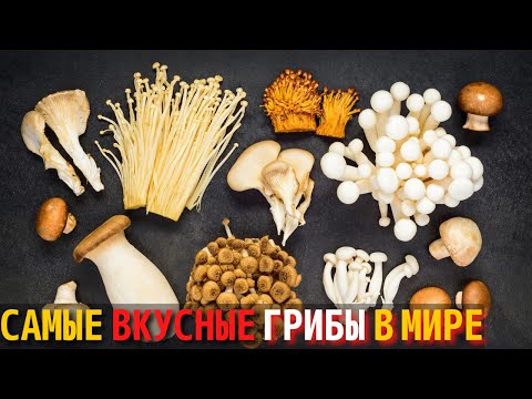 Видео: Топ 10 Самых Вкусных Грибов в Мире | Самые Вкусные Грибы в Мире