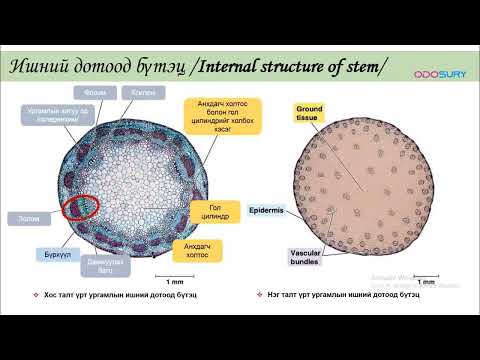 Видео: Ургамлын бие дэх зөөвөрлөлт