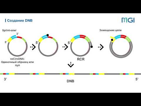 Видео: ОБЗОР ТЕХНОЛОГИИ MGI. НОВЫЙ ВЗГЛЯД НА ВЫСОКОПРОИЗВОДИТЕЛЬНОЕ СЕКВЕНИРОВАНИЕ ПУТЁМ СИНТЕЗА