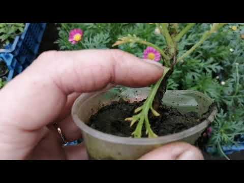 Видео: Аргирантемум результат осеннего укоренения 🌺! Формируем куст и ещё  черенкуем ✂️