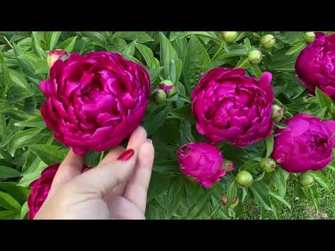 Видео: Мой сад начало июня 2021