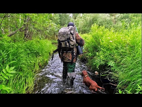 Видео: Рыбалка на ХАРИУСА/ ловим на Таежной микроречке/ поймали неплохо!