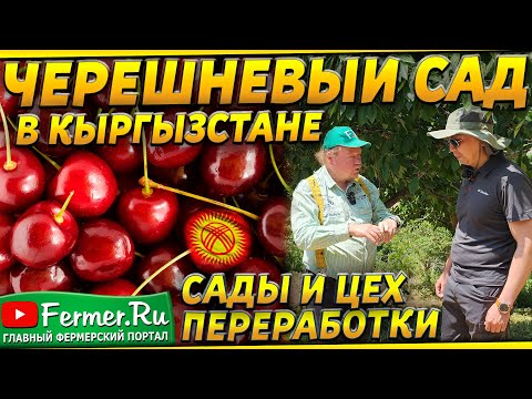 Видео: Черешневый сад как бизнес. Сколько ягоды с 1 гектара? Цех переработки. Садоводство Кыргызстана.