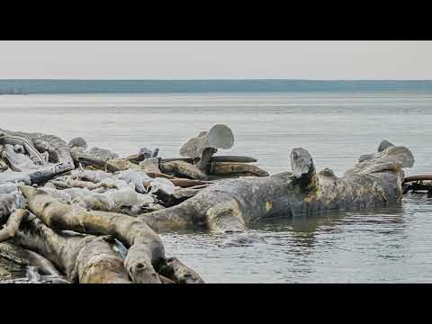 Видео: Начало зимы  Обское море, Западная Сибирь  Бердск  2023