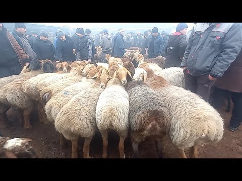 Видео: МОЛБОЗОР ХУЧАНД Нарху навои гусфандхо солук ва кушкор дар мохи декабр 2023 молбозор