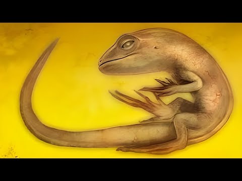 Видео: Самые Причудливые Существа, Когда-Либо Найденные в Янтаре