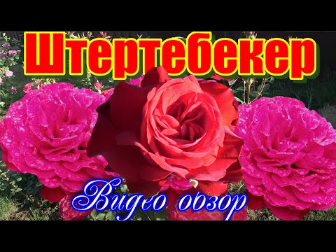 Видео: Обзор розы Штертебекер (Чайно гибридная) - Störtebeker (Tantau Германия, 2016)