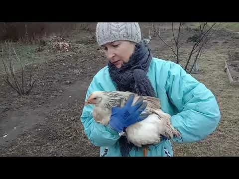 Видео: Забитый зоб у курицы Лечение и ошибки.