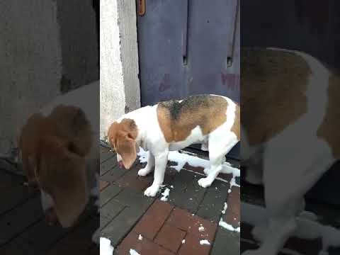 Видео: Боль в шее у собаки, характерная поза (не поднимает голову)