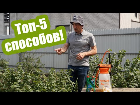 Видео: Как бороться с тлей на смородине? Лучшие средства, чтобы обработать смородину от тли