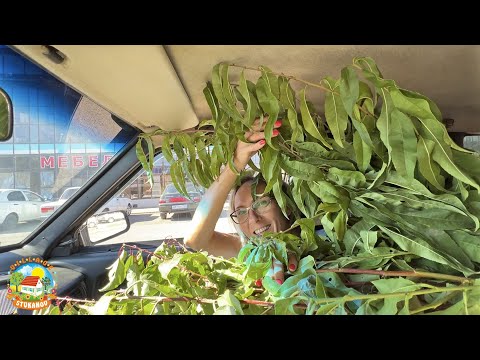 Видео: И БУДУТ САДЫ ЦВЕСТИ! Уменьшаем огород и расширяем сад