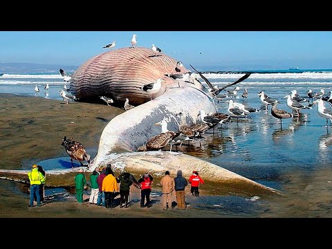 Видео: 11 Гигантских Существ, Обнаруженных Случайно
