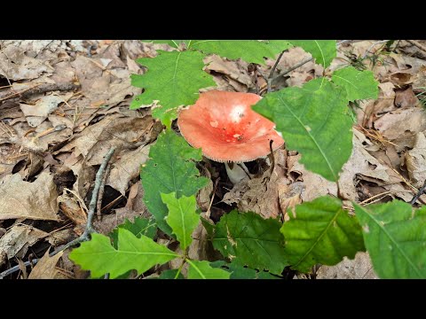 Видео: Лесной козёл ,чья лисичка больше , орешки для исполнения желаний.