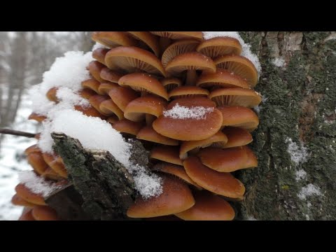 Видео: ЗИМНИЕ ОПЯТА! Я ИХ НАШЁЛ (ЗОЛОТЫЕ ГРИБЫ!) ГРИБЫ КОТОРЫЕ РАСТУТ В МОРОЗ! Приготовил зимние опята!