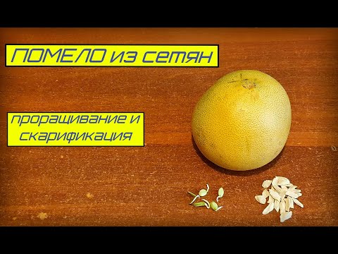 Видео: Помело из семян, скарификация и проращивание