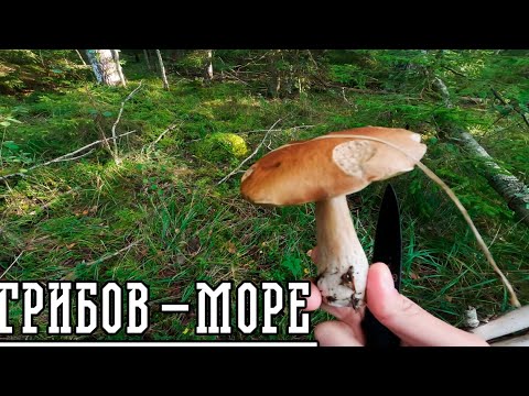 Видео: В ЛАТВИИ МНОГО ГРИБОВ!