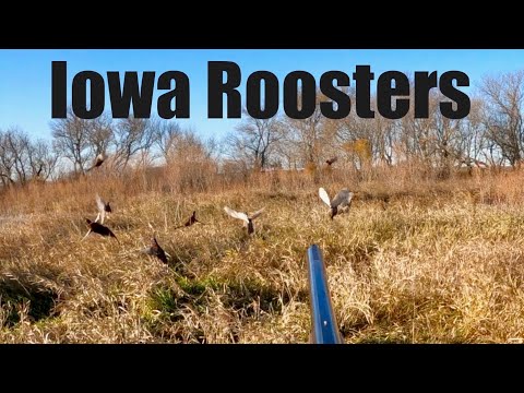 Видео: ОГРОМНЫЙ СЛИВ! Айова Фазан