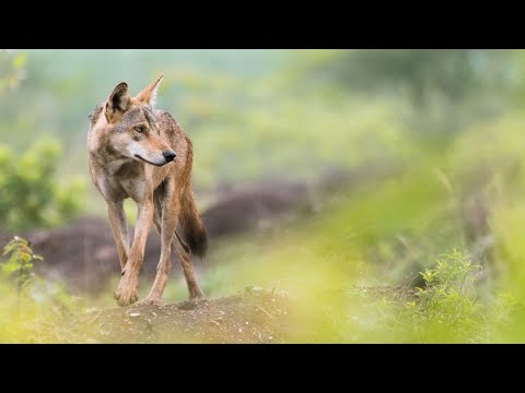 Видео: Nikon 200-500mm f/5.6 — ЛУЧШИЙ бюджетный объектив для фотосъемки птиц и диких животных в 2023 году