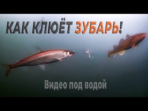 Видео: Как клюёт зубарь! Подводное видео на севере Сахалина, на заливе Помрь возле "Треноги". 10.01.2023