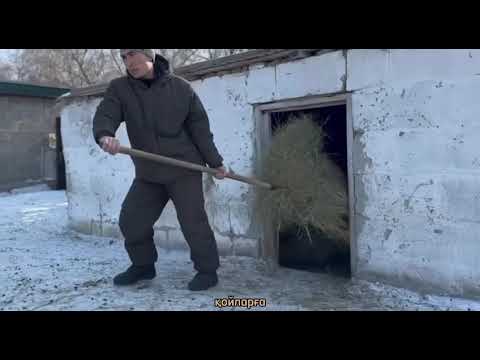 Видео: Төрт түлікті күтіп баптау