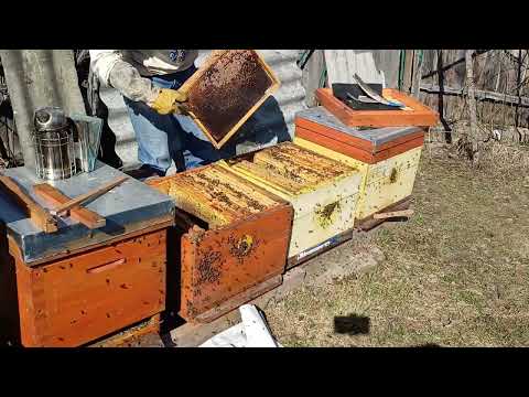 Видео: Перший весняний огляд бджолиних сімей_2024