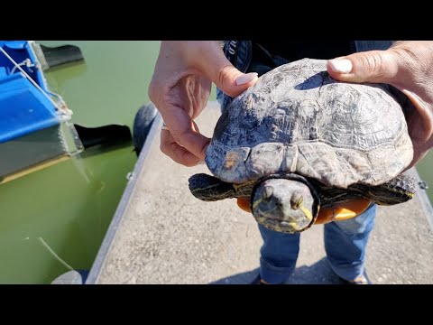 Видео: НАЛЬЧИК/ПАРК/ОЗЕРО/ Г. К ТРЕК/ЧЕРЕПАХИ🐢🐢🐢/КАТАМАРАНЫ⚓🚤🛶