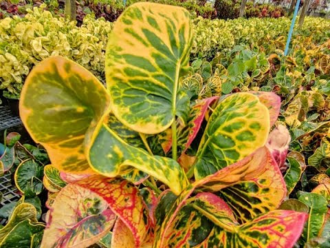 Видео: Сорта кротонов 2023-2