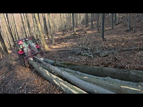 Видео: Опасные работы на крутом склоне, Вырубка бука, Штиль 462, Амлес, Зетор, Работа в лесу