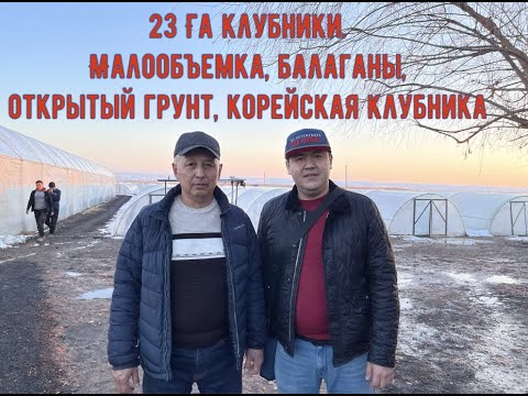 Видео: Сарыагаш. Теплицы. Клубника. Как инженер стал клубничником. В гостях у Шымбергенова Аширафи