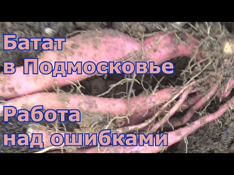 Видео: Урожай батата не порадовал. Какие допустила ошибки по выращиванию батата в Подмосковье и как решать?