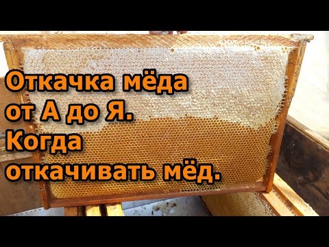 Видео: Откачка мёда от А до Я. Когда откачивать мёд.