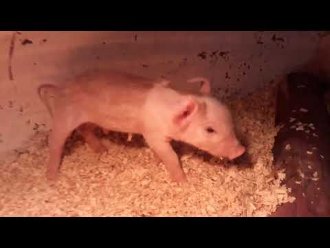 Видео: Какие признаки опороса, первый опорос