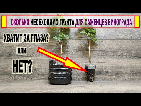 Видео: 🍇 Ошибка или ЖАДНОСТЬ? Сколько нужно грунта для ВЫРАЩИВАНИЯ САЖЕНЦЕВ ВИНОГРАДА в помещении?
