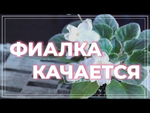 Видео: Фиалка качается. У фиалки вырос ствол. Что делать?