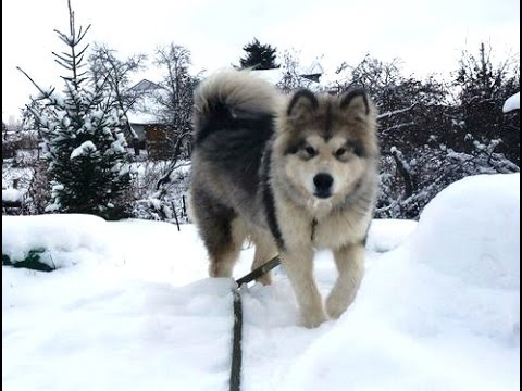 Видео: Аляскинский маламут (6мес.)