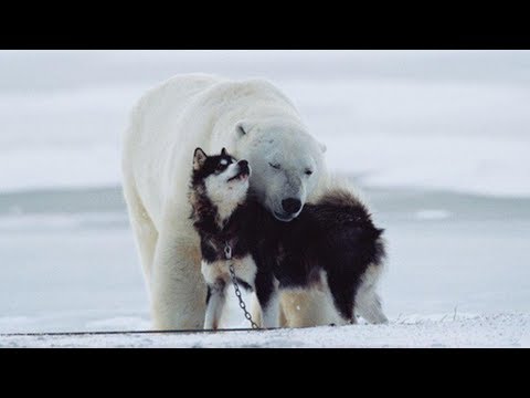 Видео: В ЭТО СЛОЖНО ПОВЕРИТЬ! - САМАЯ НЕВЕРОЯТНАЯ ДРУЖБА ЖИВОТНЫХ