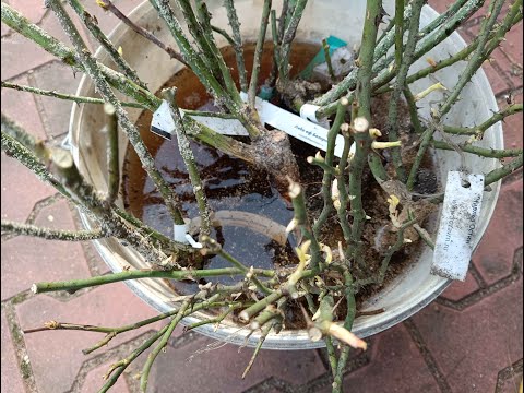 Видео: ПОСАДКА РОЗ. Ответы на вопросы, начинающим.