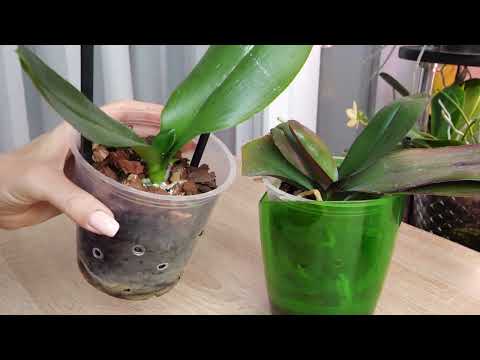 Видео: Вторая жизнь Орхидей. Нарастить корни листьями в воде и как потом действовать.