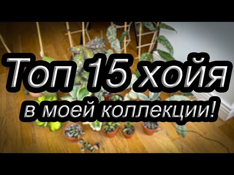 Видео: Топ 15 хойя в моей коллекции!